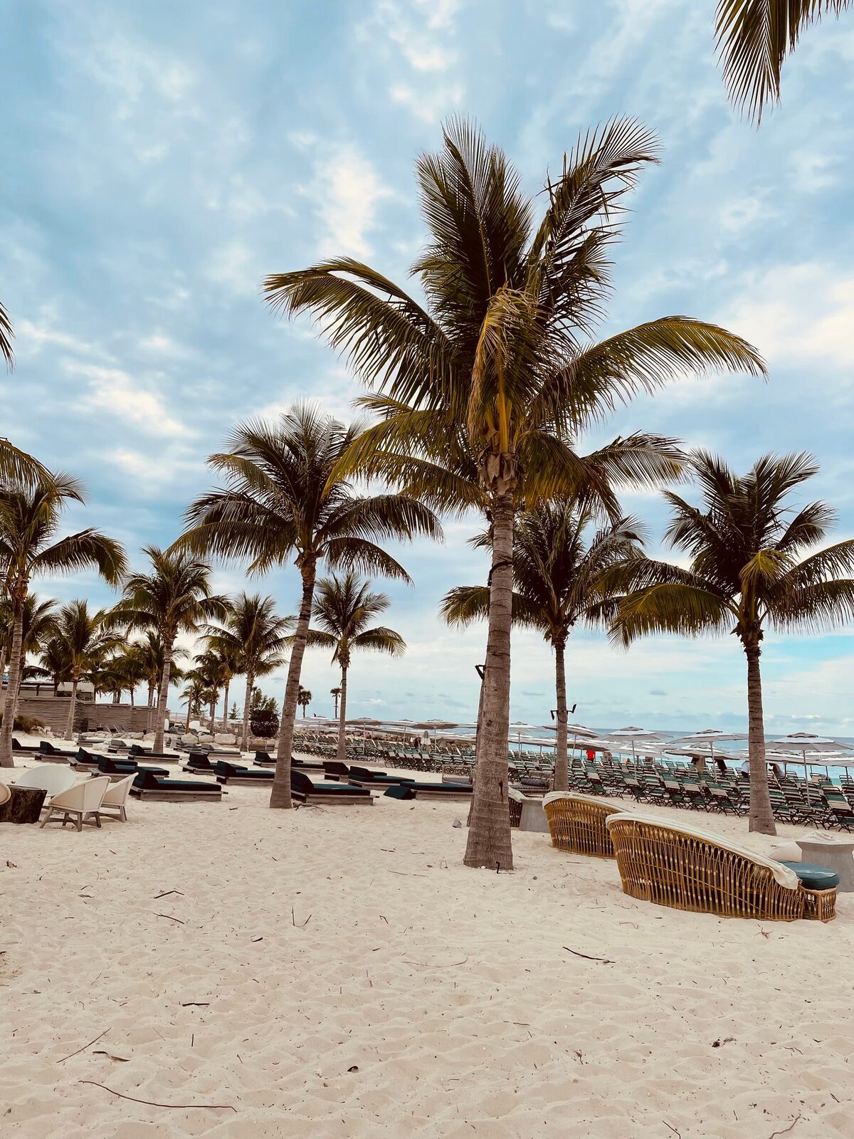 Palm trees and sun loungers arranged on soft sand